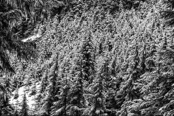 More snowy conifers