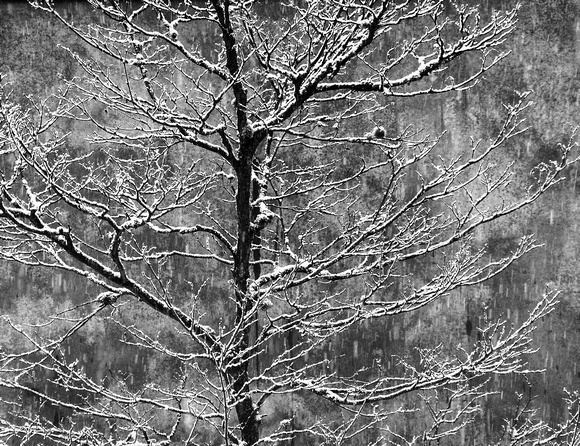 Snowy branches.