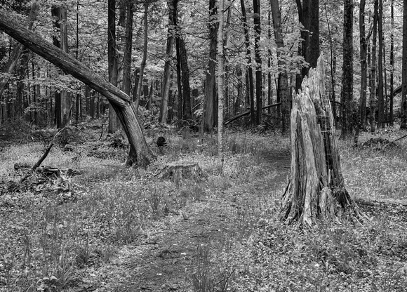 Wisconsin woods