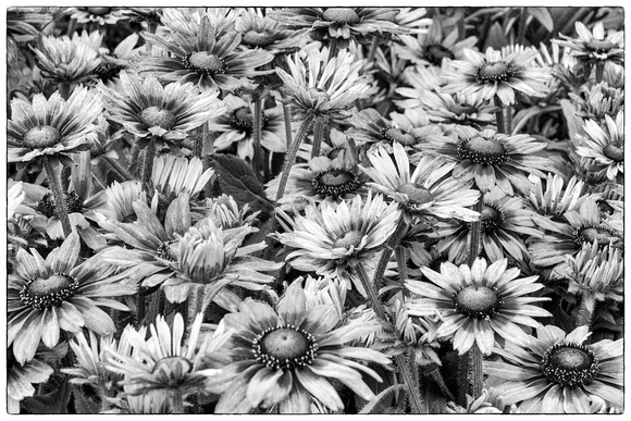 Daisys at Home Depot.