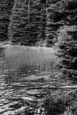 Mtn tarn & reeds.