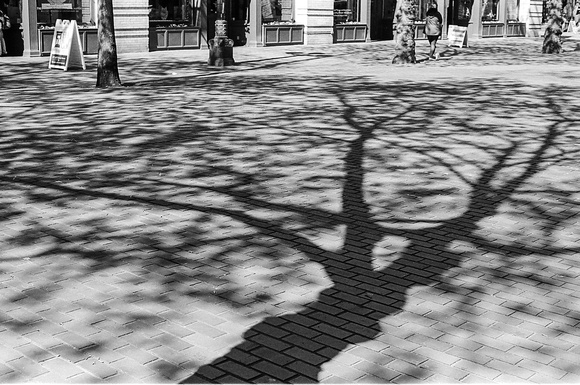 Tree shadows, in pyro.