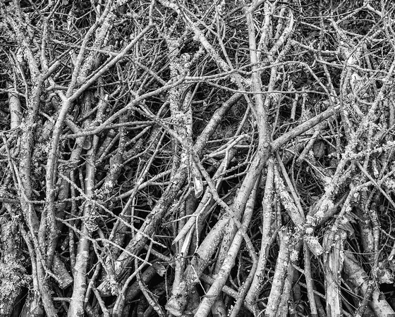 Branch tones.