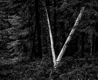 Crossed trees, North Cascades N.P.
