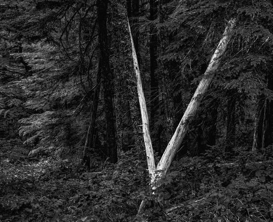 Crossed trees, North Cascades N.P.